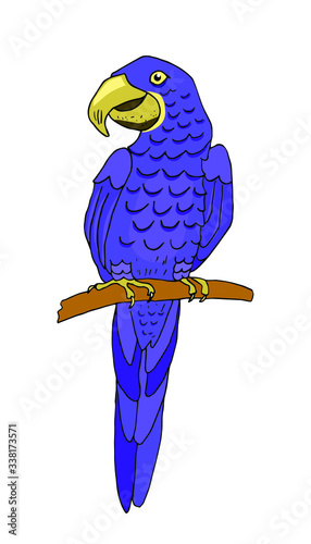 Big blue parrot - hyacinth ( glaucous ) macaw. Vector hand drawn illustration, isolated on white.