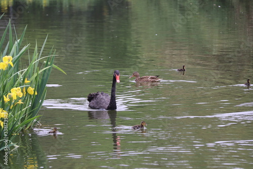 beautiful black Swan floating on the a lake surfacee in Chengdu photo