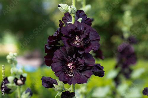 Black hollyhock photo