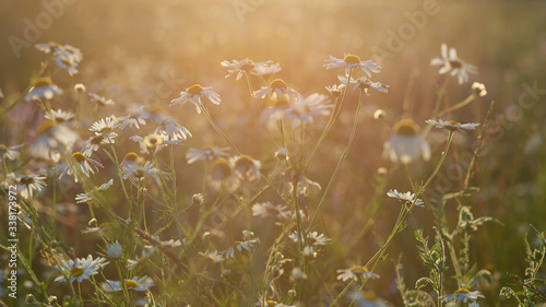 Tender wildflowers. Daisies in a field with artistic flare. Photo wallpaper of wildflowers with art bluer and flare.