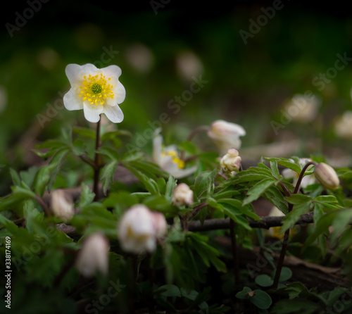 Anemone nemorosa flower isolated towards shallow depth of field on the forest floor at spring time in morning hours