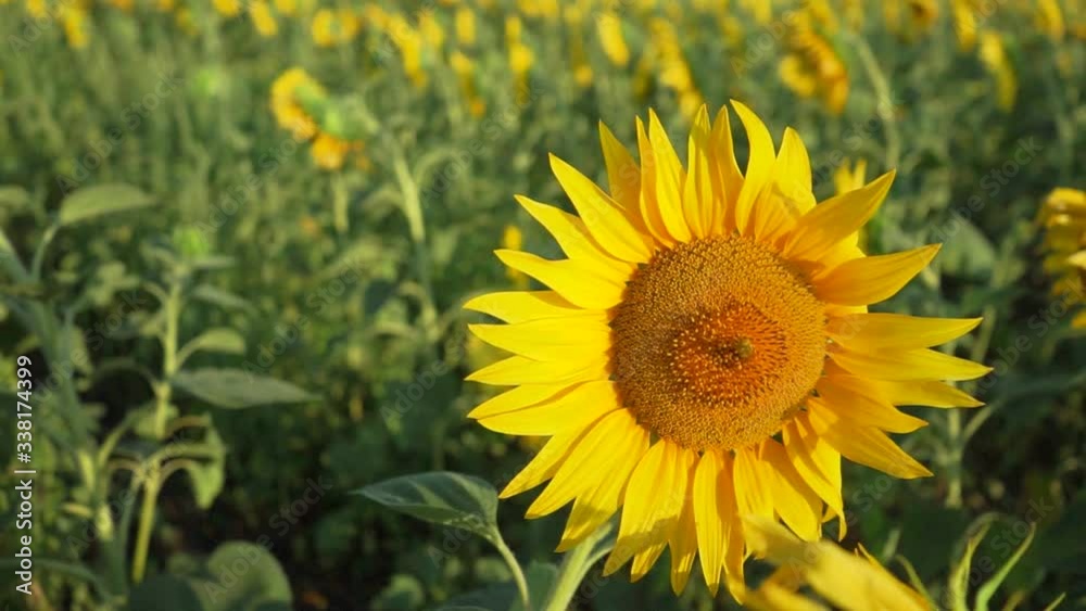 Field of blooming sunflower. Sunflower close-up and bees pollinating it. Agricultural production. Farming. Growing food Field of blooming sunflower. Sunflower close-up and bees pollinating it. Agricultural production. Farming. Growing food