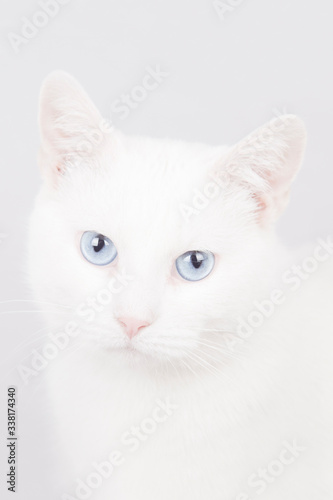 Beautiful portrait of a white cat with blue eyes and pink nose isolated on a white background.
