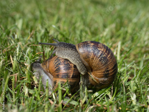 two snails walking and eating in the green field