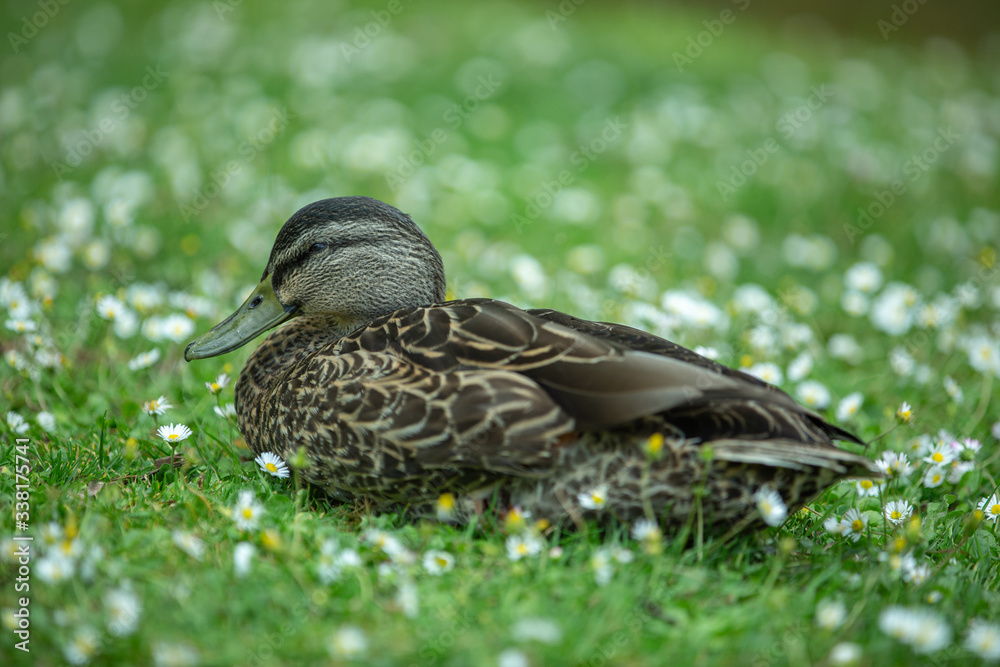 Mallard duck on the grass with white flower.