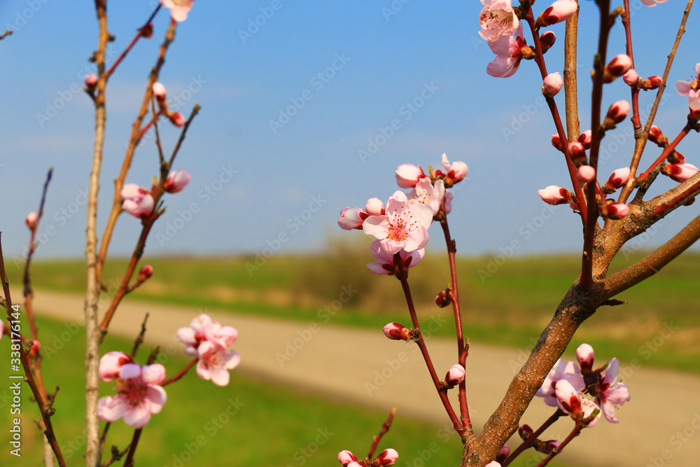 Blossoming peach tree branches, the background blurred