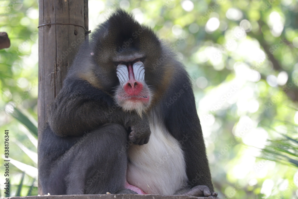 Obraz premium Close up Sitting Mandrilla Monkey