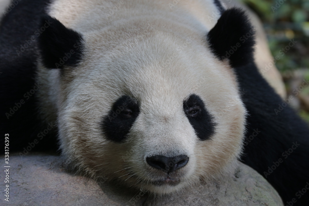 Giant Panda Taking a rest on Ice Rock