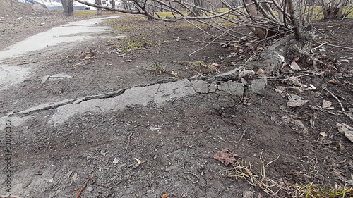 tree root punched the asphalt in the park