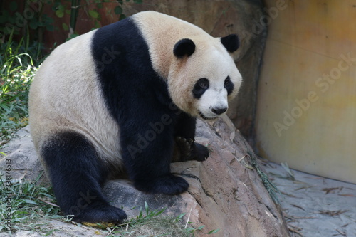 Close up Giant Panda , Meng Meng, one of the Triplet Panda in Guangzhou , China