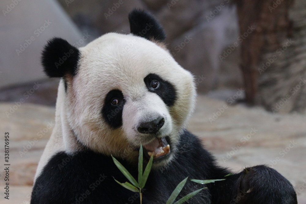 Obraz premium Close up Funny Acting of Giant Panda while eating bamboo, China