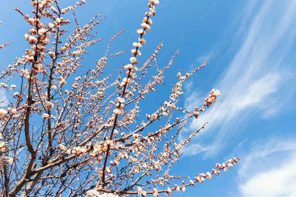 Beautiful organic natural blooming apricot tree branches against blue clear sky background on bright sunny day. Spring blossoming flower nature scene. Agricultural orchard garden Beautiful organic natural blooming apricot tree branches against blue clear sky background on bright sunny day. Spring blossoming flower nature scene. Agricultural orchard garden