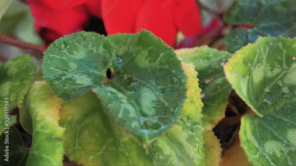 macro de gota de agua cayendo en cámara lenta de una hojas verde con pétalos rojos de fondo 