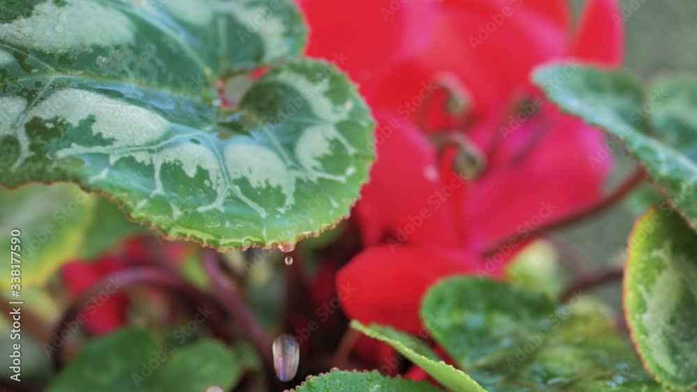 macro de gota de agua cayendo en cámara lenta de una hoja verde con pétalos rojos de fondo en planta de maceta