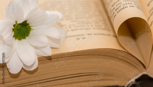 open book with white chrysanthemum on the table