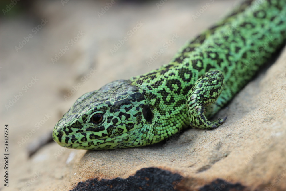 Naklejka premium Grüne Zauneidechse - Wunderschön