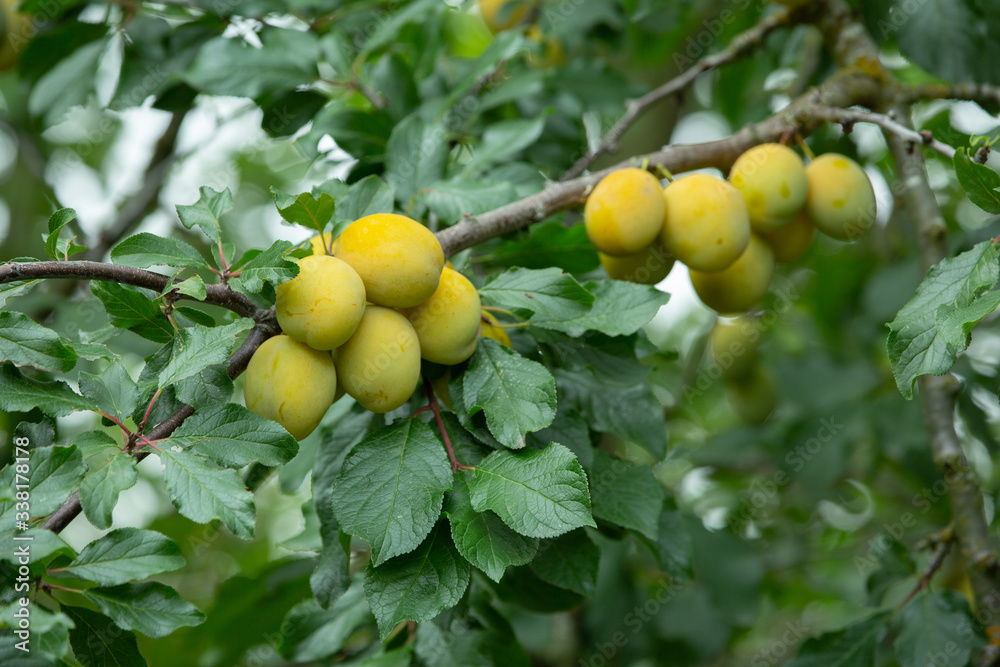 Fresh and juicy organic yellow plums hanging on a tree. Fresh and juicy organic yellow plums hanging on a tree.