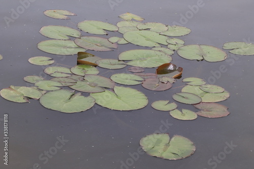 beautiful duck floating on the a lake surface Chengdu