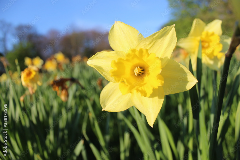 Yellow daffodil close up