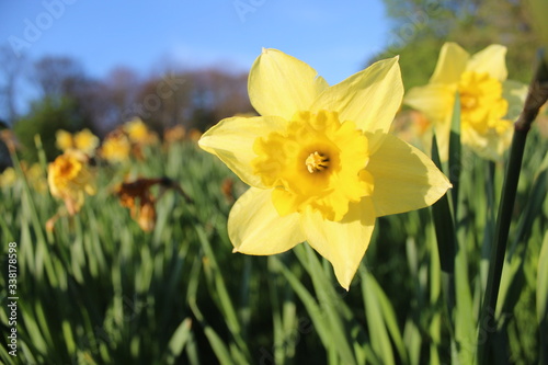 Fototapeta Naklejka Na Ścianę i Meble -  Yellow daffodil close up