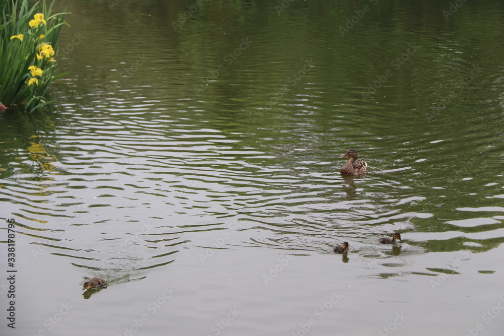 beautiful duck floating on the a lake surface in Chengdu beautiful duck floating on the a lake surface in Chengdu