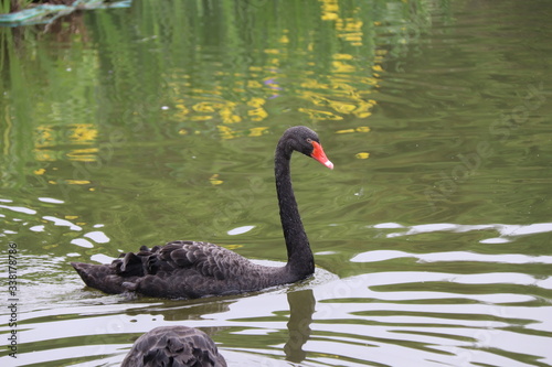 Fototapeta Naklejka Na Ścianę i Meble -  beautiful black Swan floating on the a lake surface Chengdu