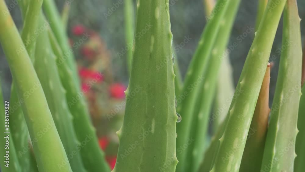 Gotas de agua vista macro sobre espinas de aloe vera en cámara lenta