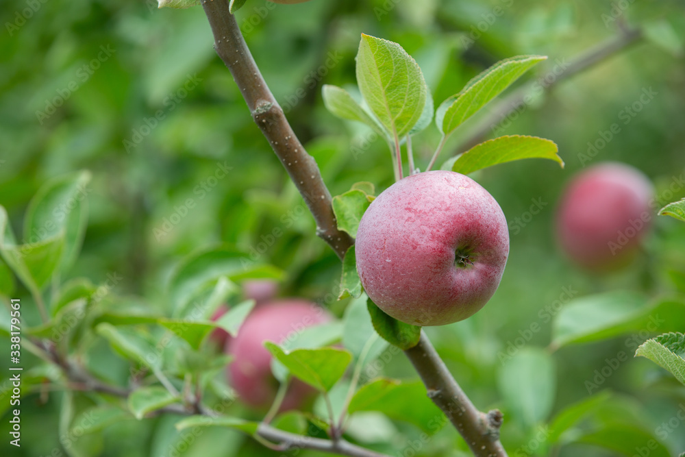 Fresh and juicy organic apples hanging on a tree in apple orchard. Fresh and juicy organic apples hanging on a tree in apple orchard.