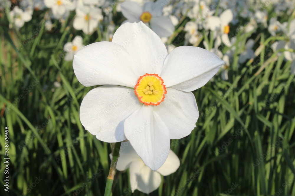 Obraz premium White daffodil close up