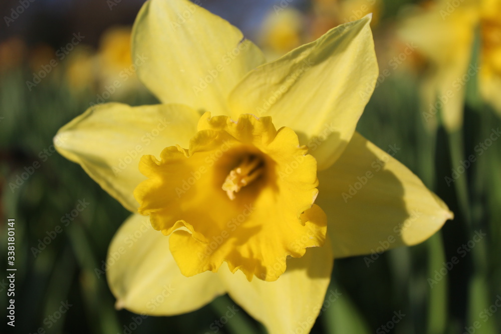 Yellow daffodil close up