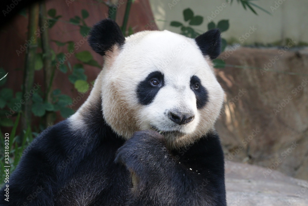 Fototapeta premium Giant Panda is Thinking , very Funny Posture