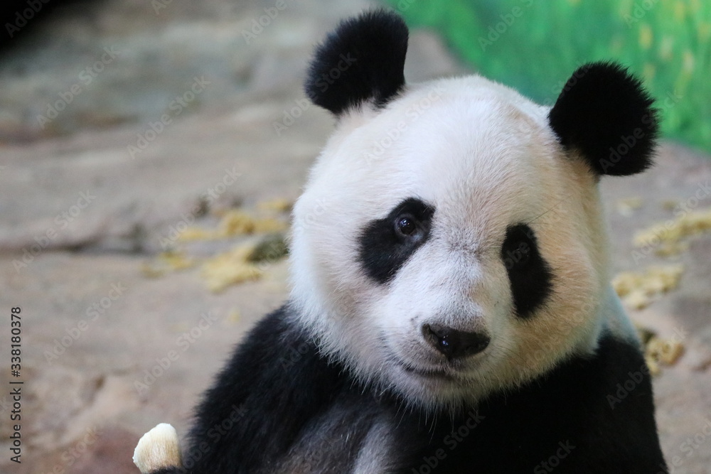 Sweet Fluffy Face of Giant Panda Sweet Fluffy Face of Giant Panda