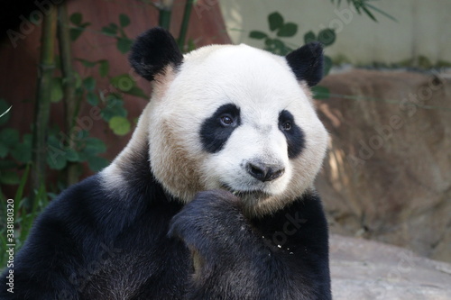 Giant Panda is Thinking   very Funny Posture