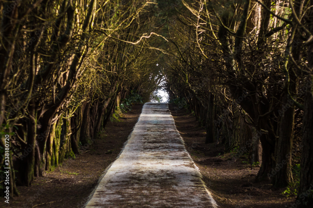 Tree path Tree path