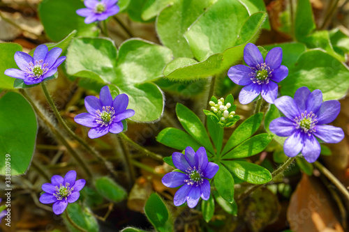 Beautiful blue flower in spring.  