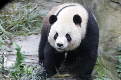 Cute Fluffy Chubby Giant Panda name Oreo  Eating Bamboo leaves  China
