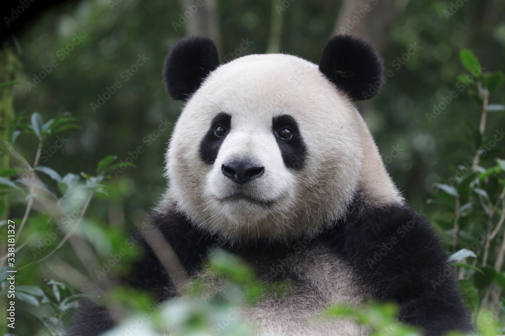 Funny Giant Panda, Da-Ni, is posing his cool action , China