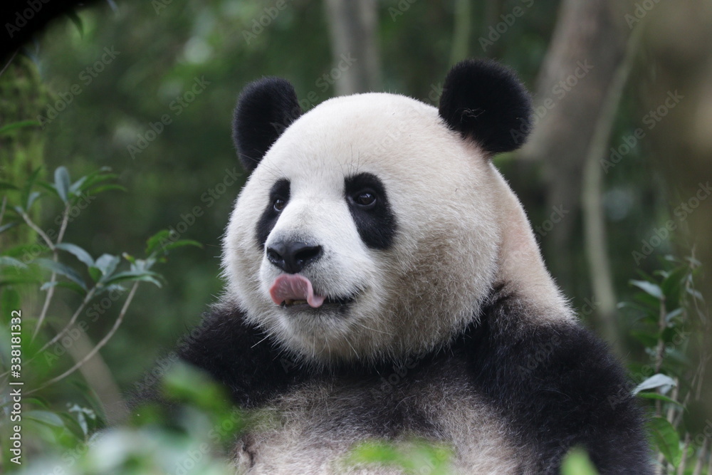 Funny Panda , Da-Ni, is Sticking out his Tongue, China Funny Panda , Da-Ni, is Sticking out his Tongue, China