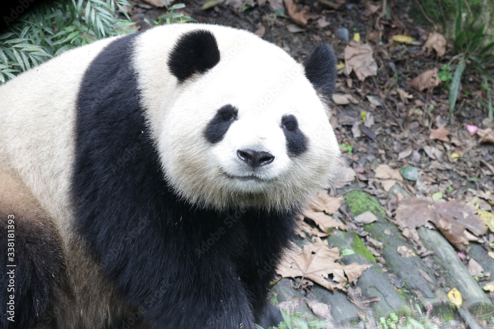 Cute Giant Panda is Sending a Sweet Smile Cute Giant Panda is Sending a Sweet Smile