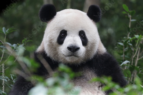 Funny Giant Panda, Da-Ni, is posing his cool action , China