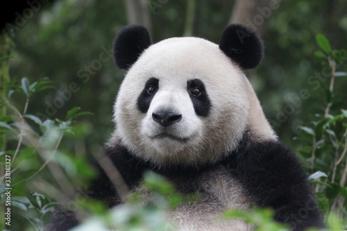 Funny Giant Panda, Da-Ni, is posing his cool action , China © foreverhappy