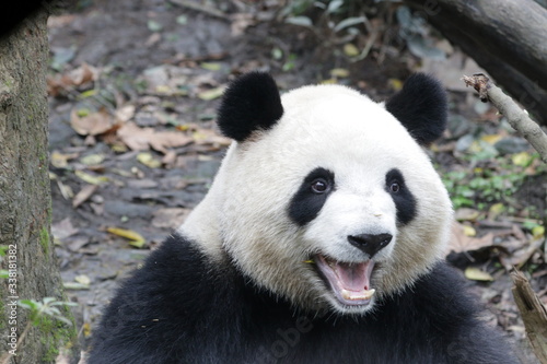 Sweet Smile from Happy Female Panda, Mei Lan, China © foreverhappy
