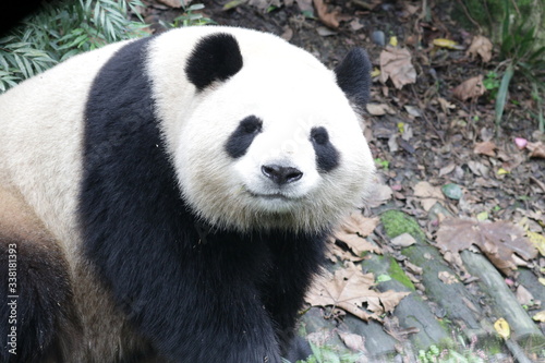 Fototapeta Naklejka Na Ścianę i Meble -  Cute Giant Panda is Sending a Sweet Smile 