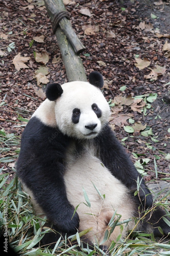 Fototapeta premium Funny Pose of Curious Giant panda, China