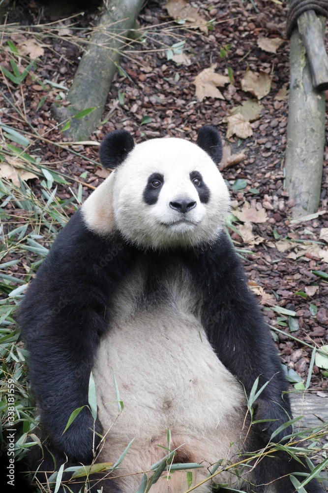 Curious Giant Panda is Staring at the Audience, China