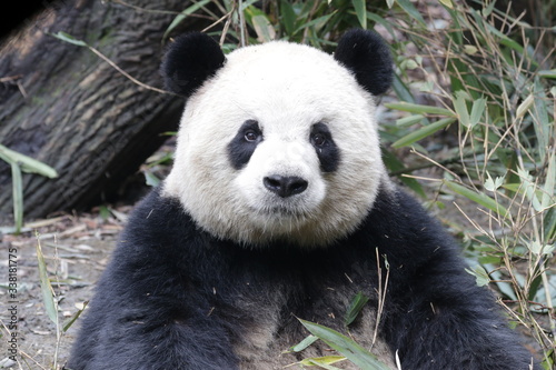 Close up Round face Panda, Happy  Panda and very Fluffy , China