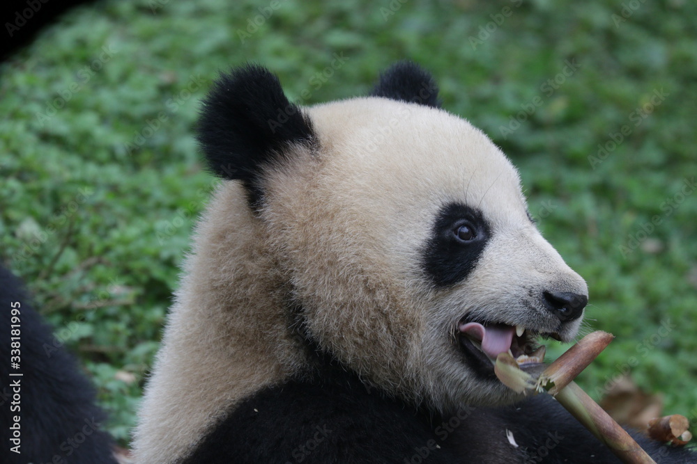 Naklejka premium giant panda eating bamboo