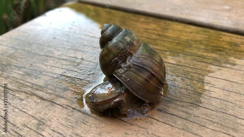 Portrait einer Sumpfdeckelschnecke, Viviparidae, auf einem Steg über einem Teich photo