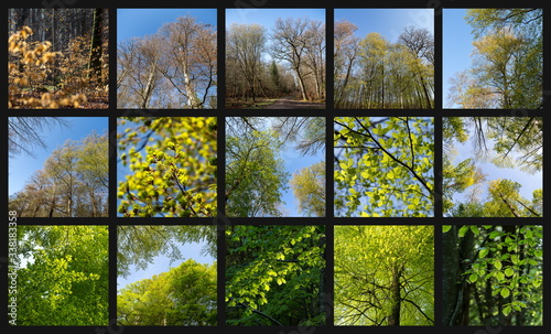 Collage: Frühlingserwachen im Wald / Blattaustrieb / Frühlingswald | Grün, Frische, Ruhe (Rotbuchen-Eichen-Mischwald in BaWü)