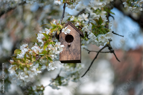 Birdhouse in spring with blossom cherryflower photo